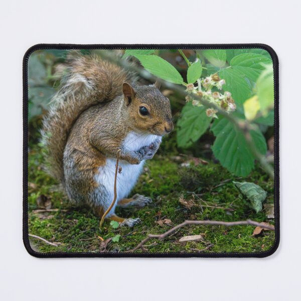 Item preview, Eastern grey squirrel (Sciurus carolinensis) designed and sold by Stephen Jarman.