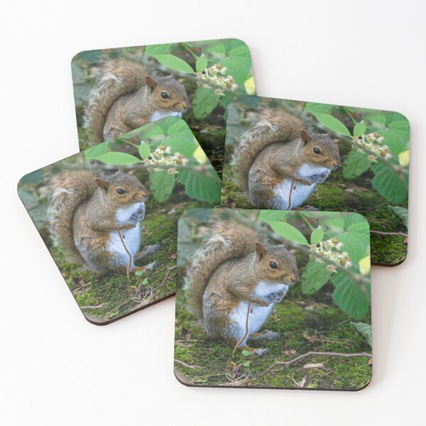 Item preview, Eastern grey squirrel (Sciurus carolinensis)   designed and sold by Stephen Jarman.