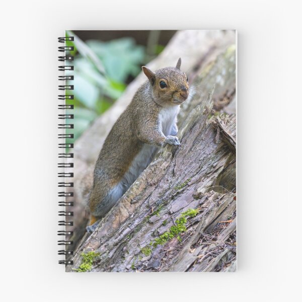 Item preview, Eastern grey squirrel (Sciurus carolinensis)  designed and sold by Stephen Jarman.