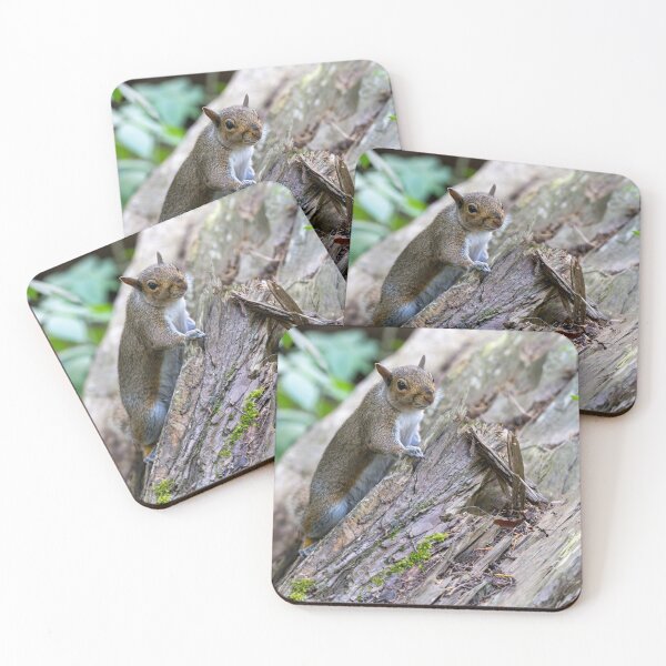 Item preview, Eastern grey squirrel (Sciurus carolinensis)  designed and sold by Stephen Jarman.