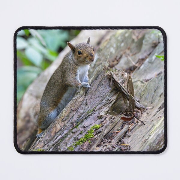Item preview, Eastern grey squirrel (Sciurus carolinensis) designed and sold by Stephen Jarman.