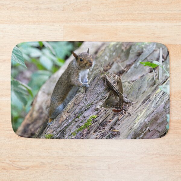Item preview, Eastern grey squirrel (Sciurus carolinensis)  designed and sold by Stephen Jarman.