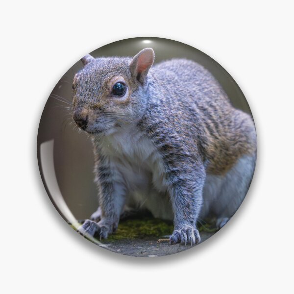 Item preview, Eastern grey squirrel (Sciurus carolinensis)   designed and sold by Stephen Jarman.