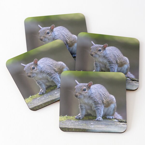 Item preview, Eastern grey squirrel (Sciurus carolinensis)   designed and sold by Stephen Jarman.
