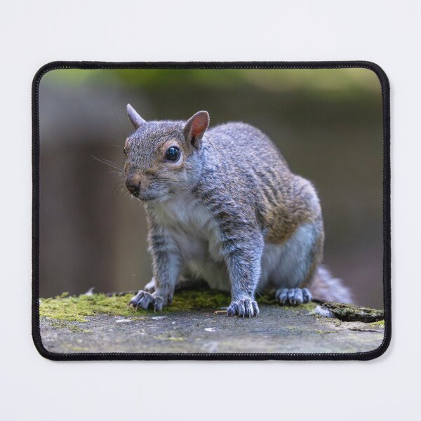 Item preview, Eastern grey squirrel (Sciurus carolinensis) designed and sold by Stephen Jarman.