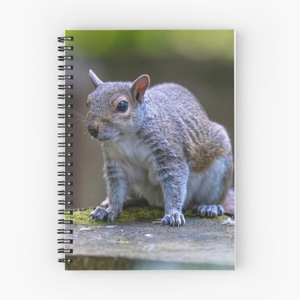 Item preview, Eastern grey squirrel (Sciurus carolinensis) designed and sold by Stephen Jarman.