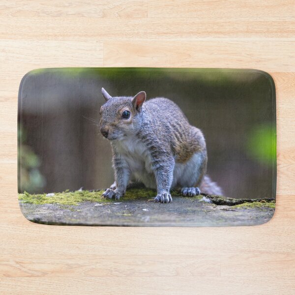 Item preview, Eastern grey squirrel (Sciurus carolinensis)   designed and sold by Stephen Jarman.