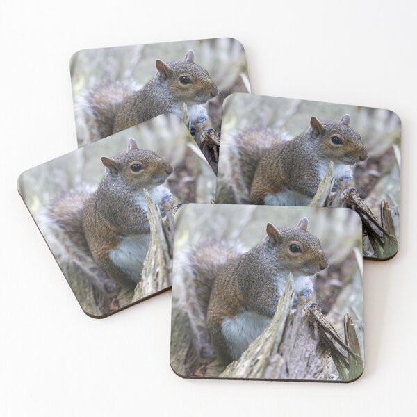 Item preview, Eastern grey squirrel (Sciurus carolinensis)  designed and sold by Stephen Jarman.