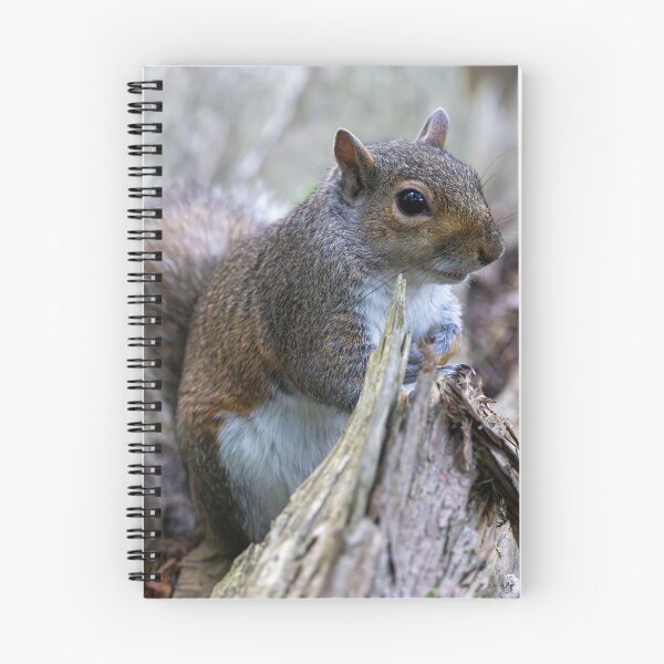 Item preview, Eastern grey squirrel (Sciurus carolinensis) designed and sold by Stephen Jarman.
