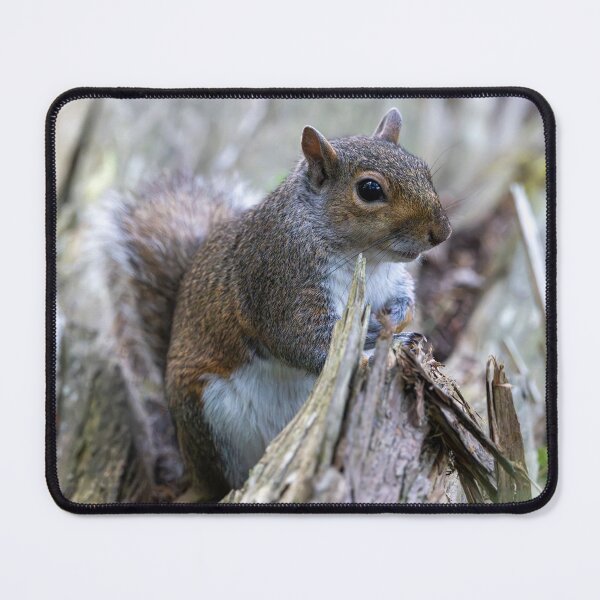 Item preview, Eastern grey squirrel (Sciurus carolinensis) designed and sold by Stephen Jarman.