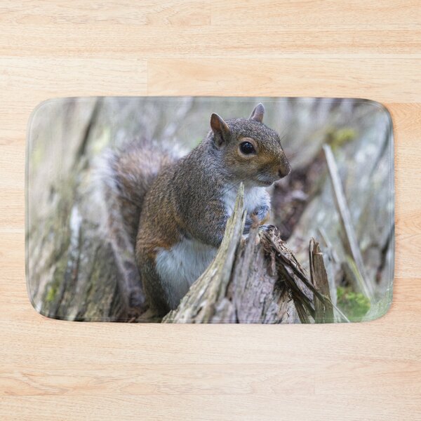 Item preview, Eastern grey squirrel (Sciurus carolinensis)  designed and sold by Stephen Jarman.