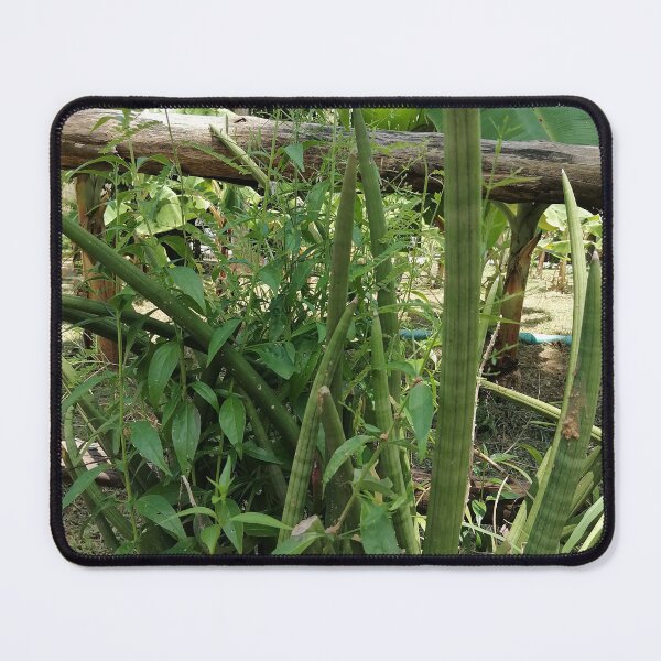 Item preview, Tropical Green Plant Nature Photography designed and sold by PhuongVoArt.