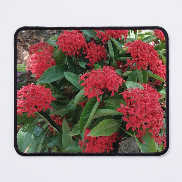 Item preview, Red Ixora Tropical Flower designed and sold by PhuongVoArt.