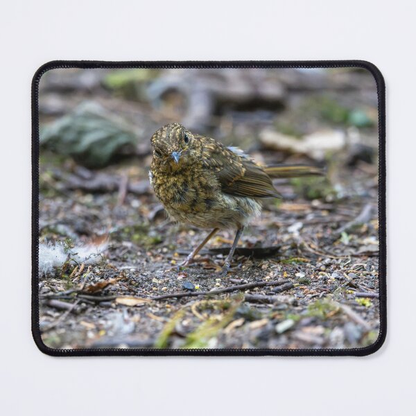 Item preview, Juvenile European robin (Erithacus rubecula) designed and sold by Stephen Jarman.