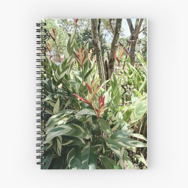 Item preview, Variegated Heliconia Tropical Plant designed and sold by PhuongVoArt.