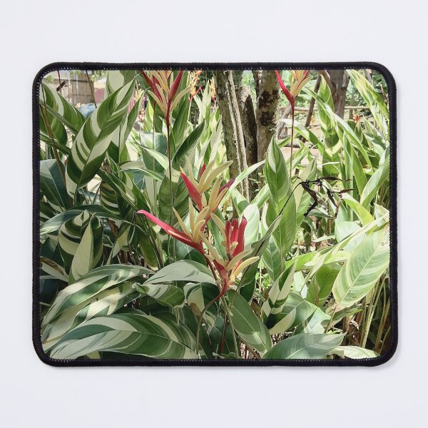 Item preview, Variegated Heliconia Tropical Plant designed and sold by PhuongVoArt.