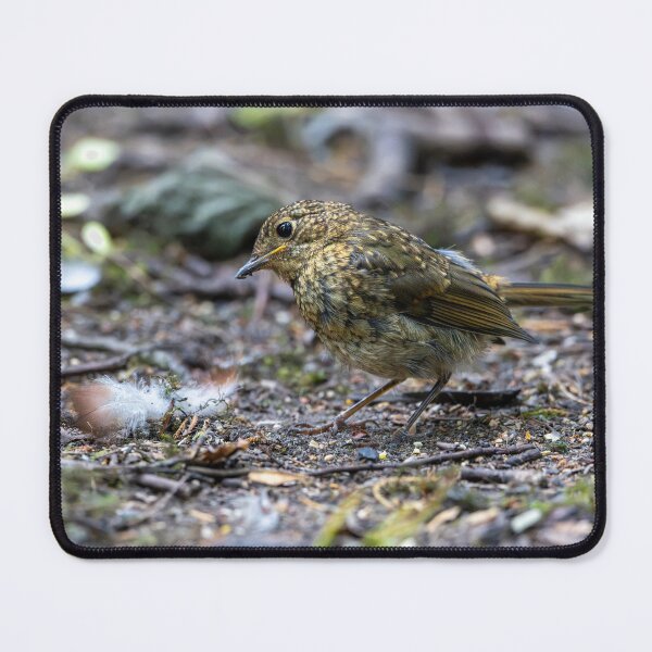 Item preview, Juvenile European robin (Erithacus rubecula) designed and sold by Stephen Jarman.