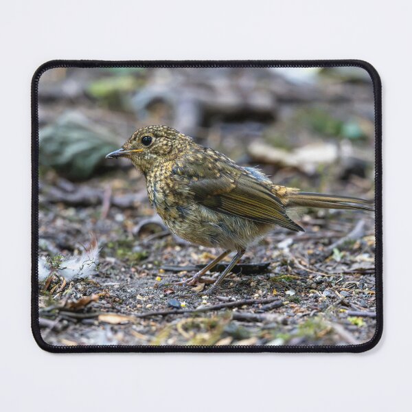 Item preview, Juvenile European robin (Erithacus rubecula) designed and sold by Stephen Jarman.