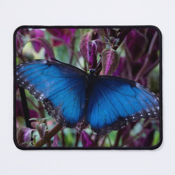Item preview, Blue Morpho Butterfly designed and sold by Kmrphotostn.