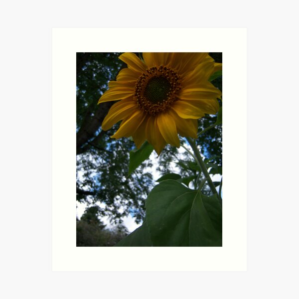 Bloom Where You're Planted Art Print
