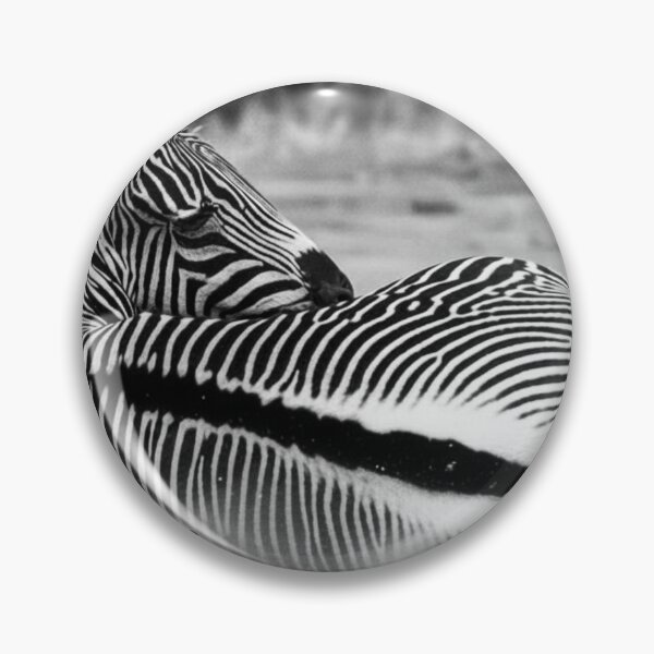Item preview, Zebra Dust  Rolling on the Ground  Black and White Photographic Print designed and sold by RevolveArt67.