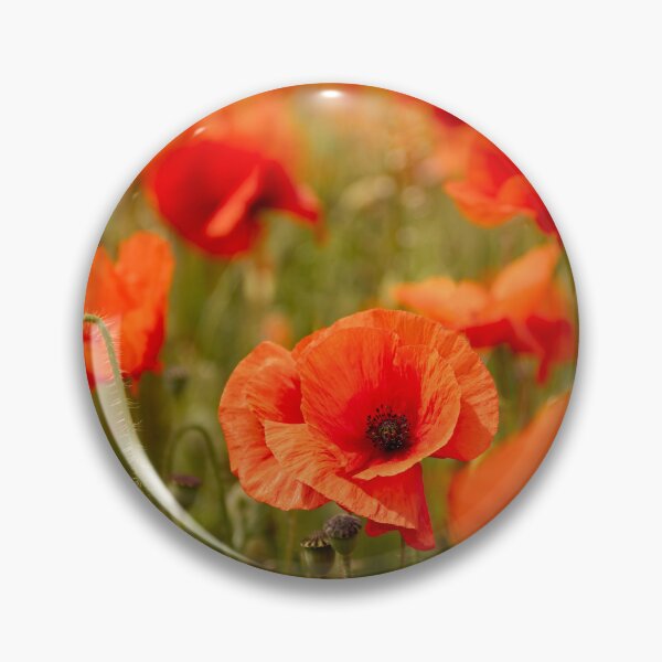 Artikelvorschau, Mohnblumen aus Nord-Norfolk entworfen und verkauft von dp-images.