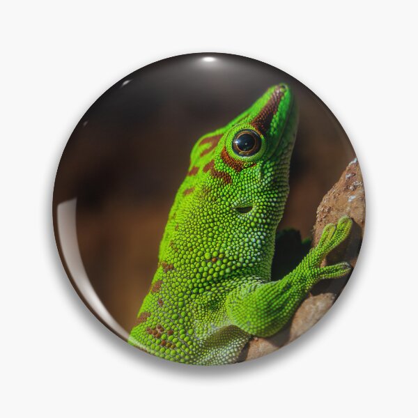 Item preview, Gold Dust Day Gecko Portrait designed and sold by Rabee Khalil Photography.