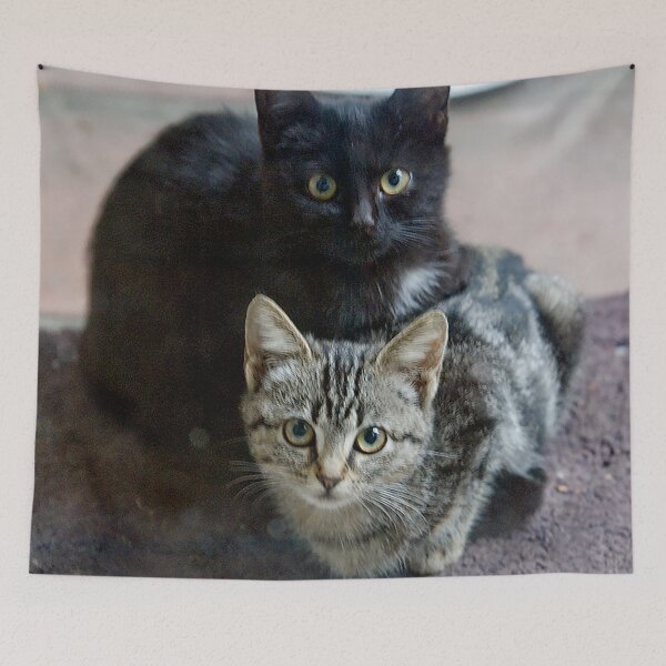 Item preview, Two Cute And Cuddly Kittens Waiting For Tuna designed and sold by DEC02.