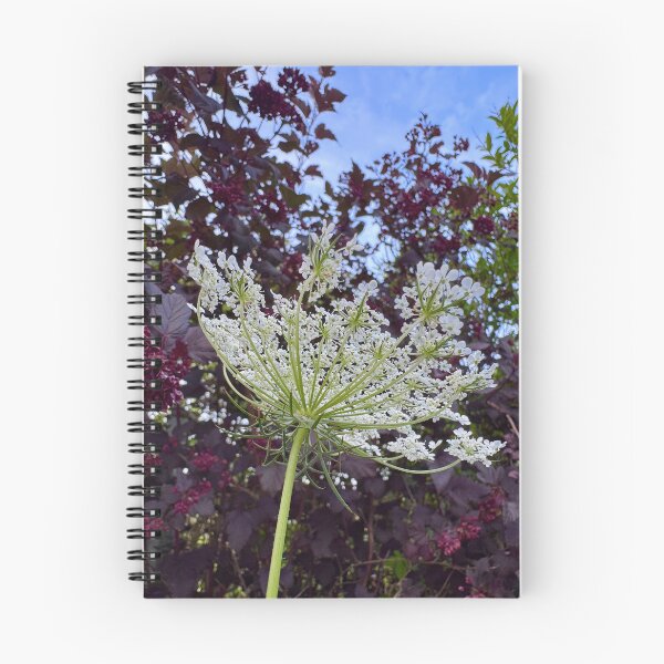 Item preview, Wild carrot photographed facing skyward designed and sold by GoldenWavesAndWilds.