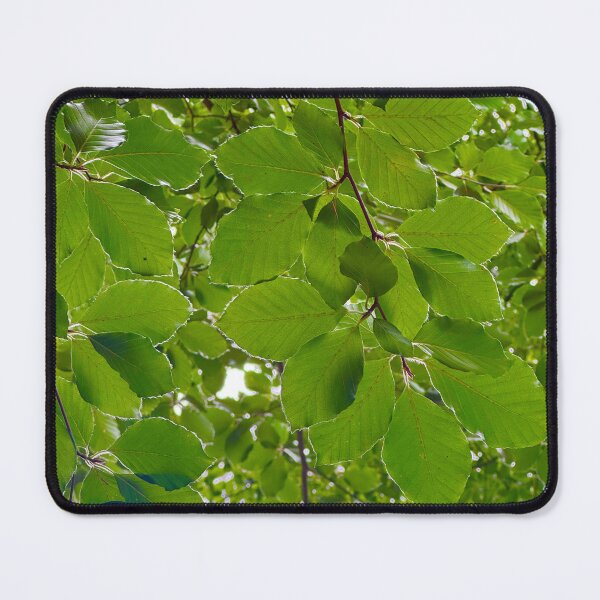 Item preview, A canopy of beech trees designed and sold by GoldenWavesAndWilds.