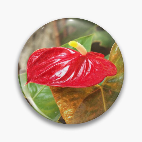 Item preview, Anthurium at Sam's Town designed and sold by MangoSeeds2.