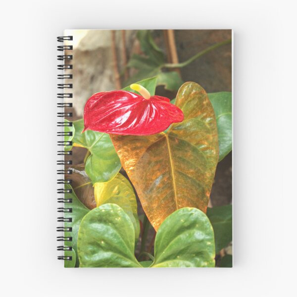 Item preview, Anthurium at Sam's Town  designed and sold by MangoSeeds2.