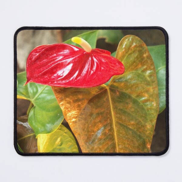 Item preview, Anthurium at Sam's Town  designed and sold by MangoSeeds2.