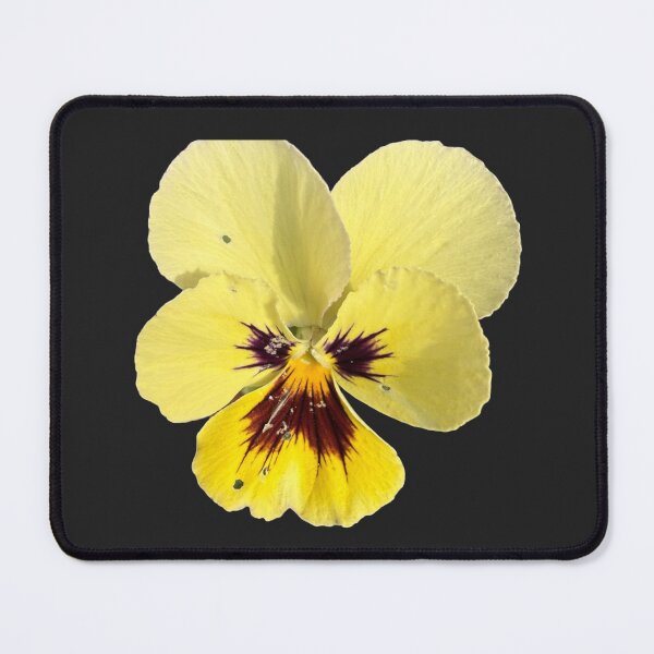 Item preview, Isolated Yellow Tricolor Pansy Blossom designed and sold by BalkanBloom.