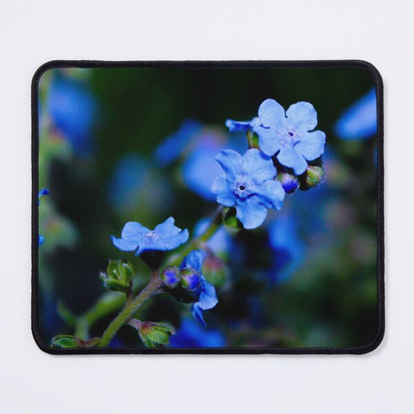 Item preview, Vibrant Forget-me-nots designed and sold by Birds & Beans Photography.