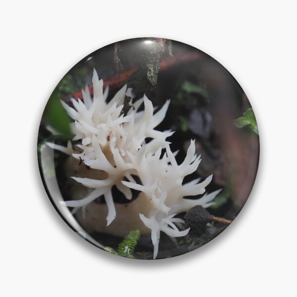 Item preview, Clavulina coralloides | Tasmanian Fungi designed and sold by Potonchi-Photo.