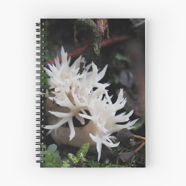 Item preview, Clavulina coralloides | Tasmanian Fungi designed and sold by Potonchi-Photo.
