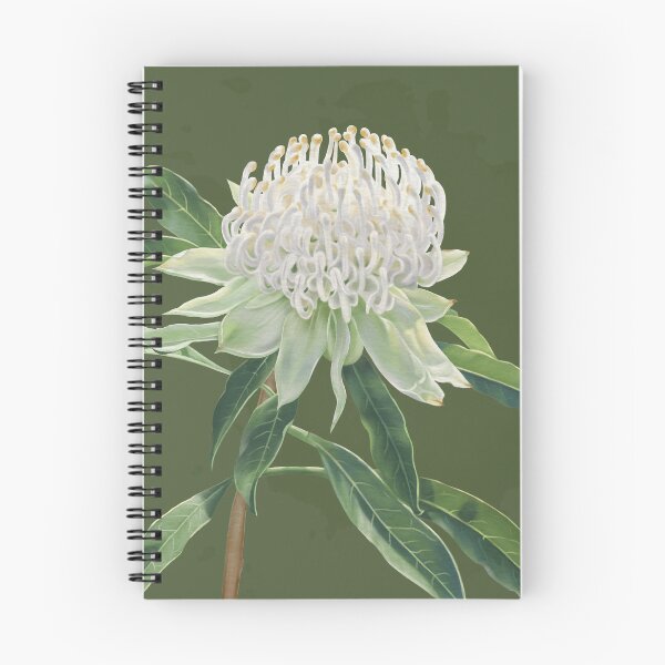 Item preview, White Waratah Australian Botanical Watercolor designed and sold by GabrielleStudio.
