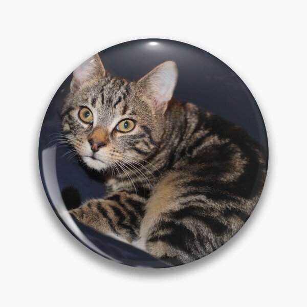 Item preview, Striped Tabby Cat Photography designed and sold by amusefullife.