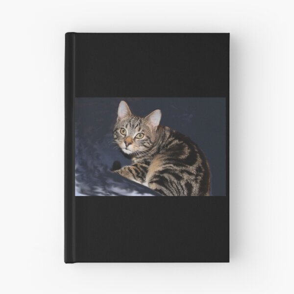 Item preview, Striped Tabby Cat Photography designed and sold by amusefullife.