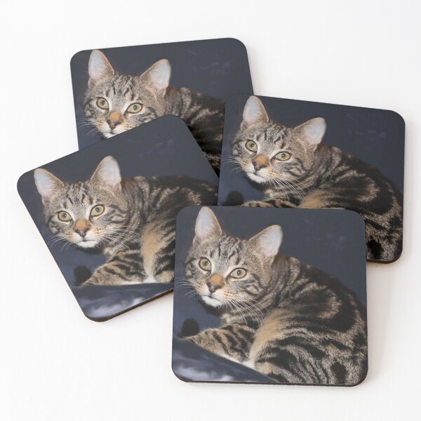 Item preview, Striped Tabby Cat Photography designed and sold by amusefullife.