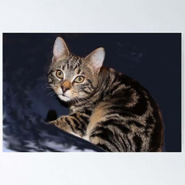Item preview, Striped Tabby Cat Photography designed and sold by amusefullife.