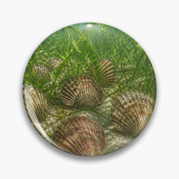 Item preview, Clams designed and sold by Artnovalty.redbubble.com.