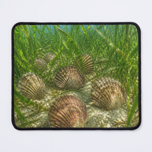 Item preview, Clams designed and sold by Artnovalty.redbubble.com.