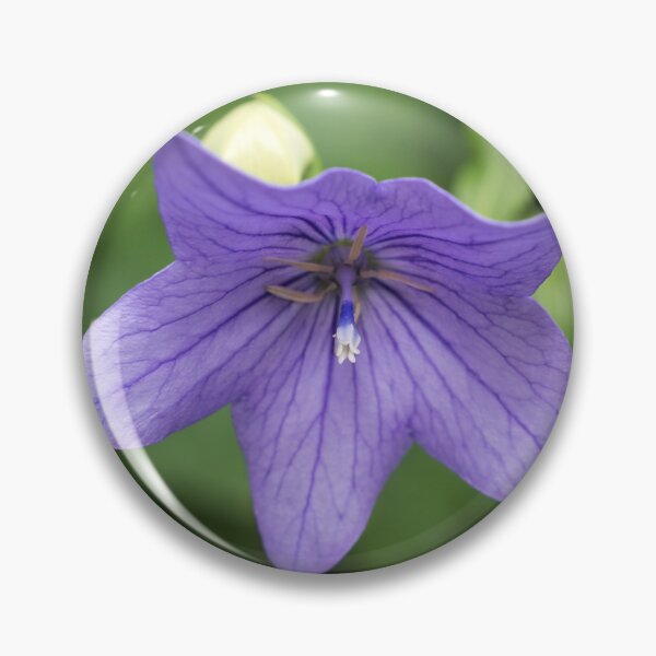 Item preview, Beautiful Violet Balloon Flower Bloom designed and sold by Georgia Mizuleva.