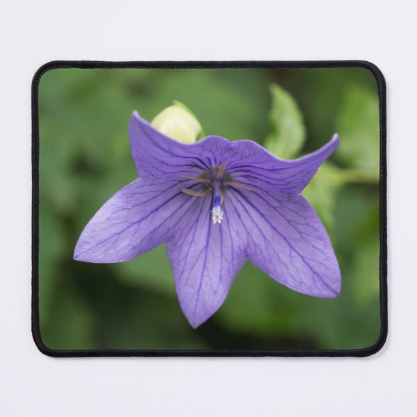 Item preview, Beautiful Violet Balloon Flower Bloom designed and sold by Georgia Mizuleva.