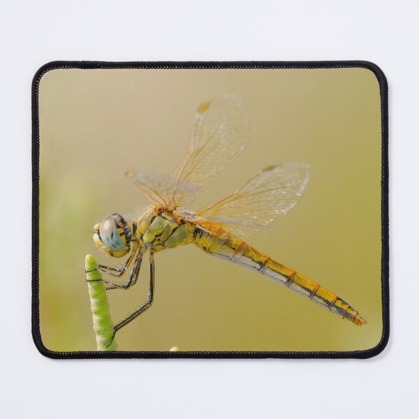 Item preview, Red-veined Darter designed and sold by Ralph Goldsmith.