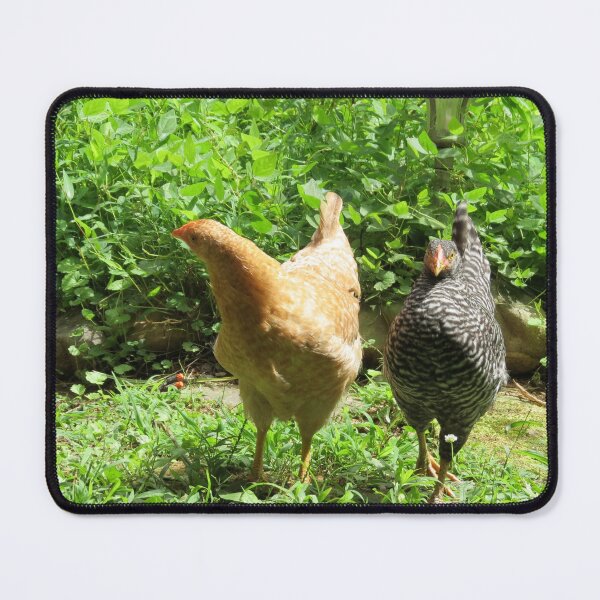 Item preview, The Neighbourhood Neighbourhood Watch (Poultry Division) designed and sold by Astute-Artio-Photography.