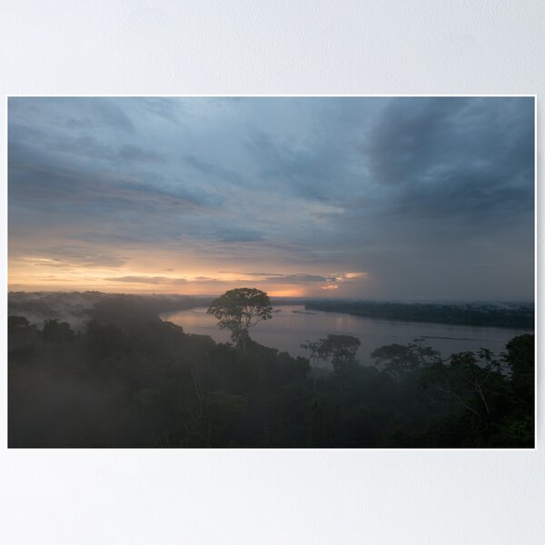 Tall Tree Top View Poster