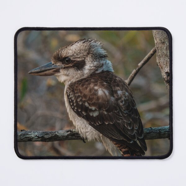 Item preview, Kookaburra Close-up designed and sold by Taran Skye Photography .